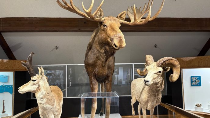 The new Hall of Biodiversity's collection of animals.
