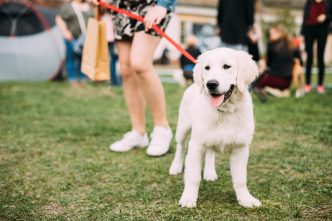 A golden retriever dog on-leash.