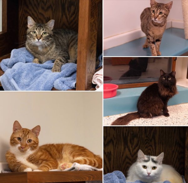 These cats were rescued from a U-Haul truck in Monrovia and need forever homes.